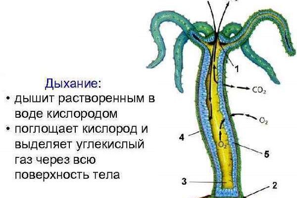 Даркнет кракен отзывы о платформе