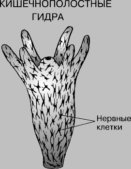 Знают ли власти про маркетплейс кракен